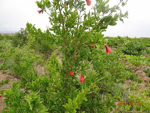 محصول انار'
                            alt=