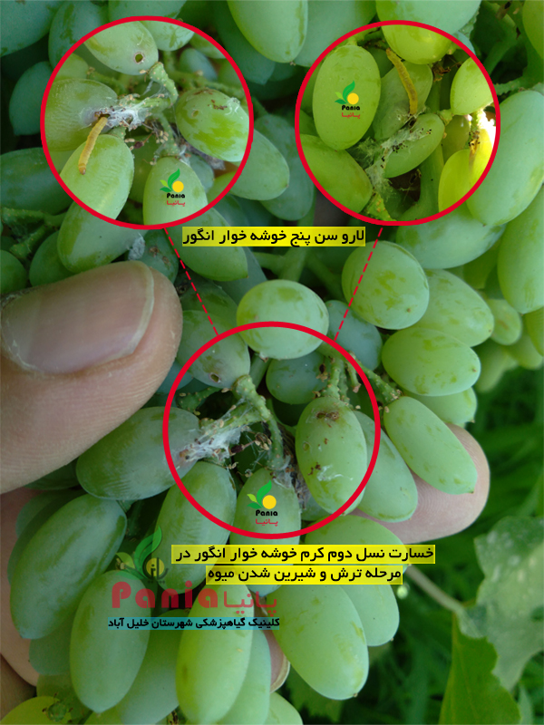 نسل دوم آفت خوشه خوار انگور'
                            alt=