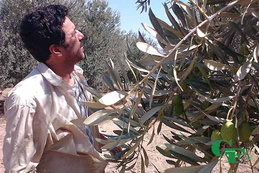 محصول زیتون'
                            alt=