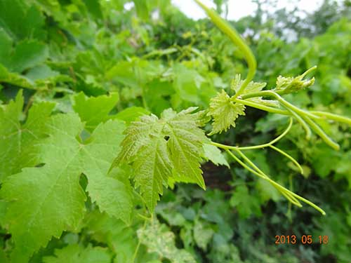 محصول انگور'
                            alt=