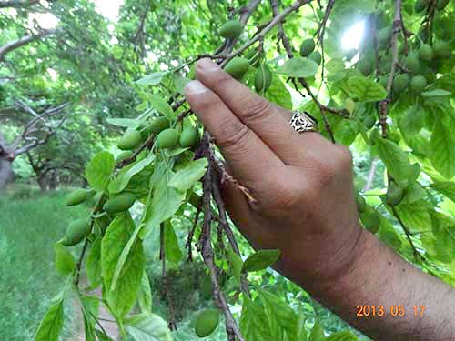 محصول آلو ( به و هلو )'
                            alt=