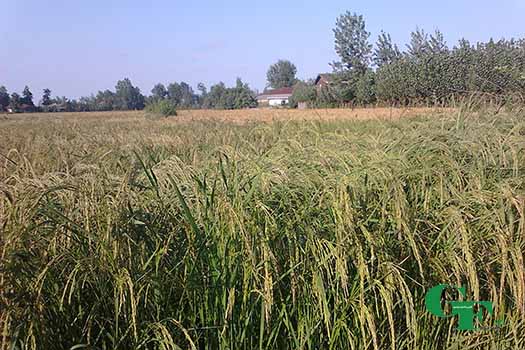 محصول برنج'
                            alt=