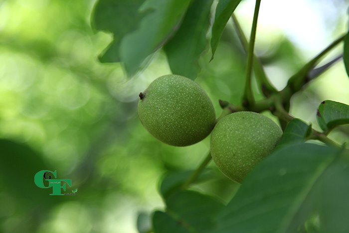 محصول گردو'
                            alt=