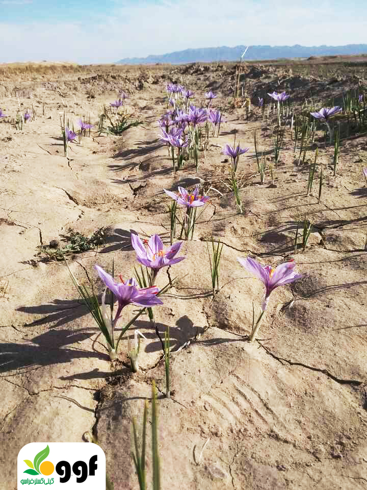 محصول زعفران'
                            alt=