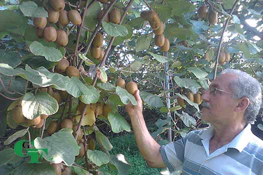 محصول کیوی'
                            alt=