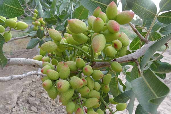 محصول پسته'
                            alt=